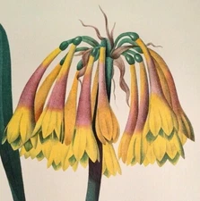P. J. Redoute Flowers Cyrtanthus obliquus Botanical Art Book Plate 28 Print