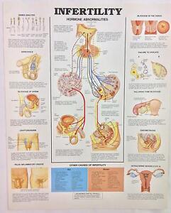 The Anatomical Chart Series