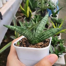 Real Pict Sansevieria Hybrid MIA Rare Unique Snake Plant
