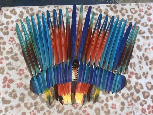 Macaw Feathers 