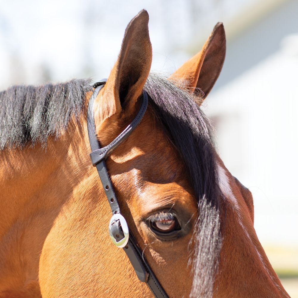 Billy Royal Black Leather Rolled One Ear Headstall | Size 35"- 42" | Full Horse