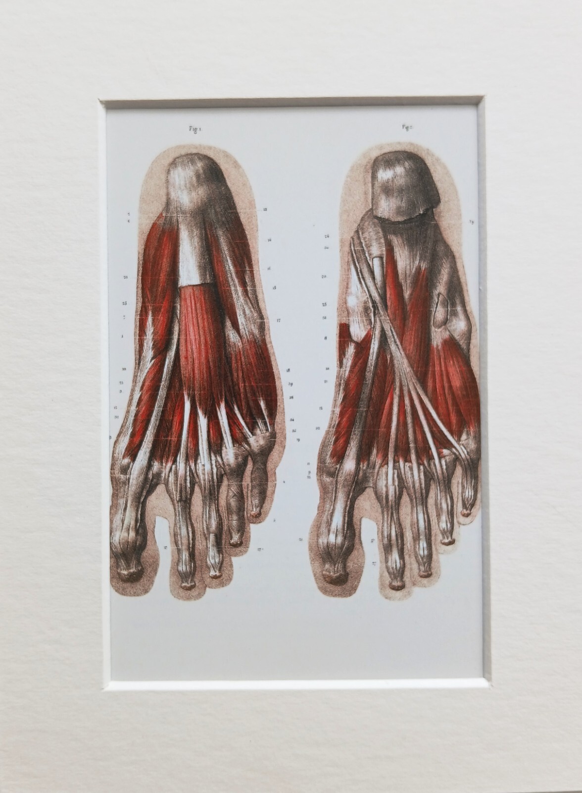 Montierte Vintage Anatomie Repro antiker medizinischer Druck Fußmuskeln Knochen