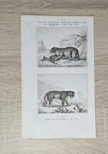 Antica incisione su rame 1850 LEOPARD ONÇA gatti predatori Cuvier Buffon...