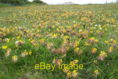 Photo 6x4 Kidney Vetch (Anthyllis vulneraria) Baltasound  c2005