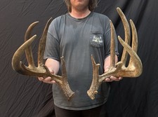 Giant 186 1/8 Whitetail Deer Shed Antlers Horns Taxidermy Mount Man Cave Rack