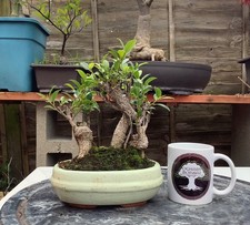 Ficus Microcarpa - Banyan Fig Indoor Bonsai Tree Forest Group (3)