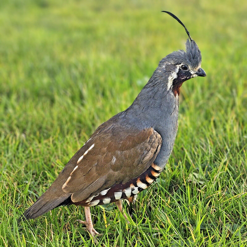*PREORDER* 6x Pure Mountain Quail Hatching Eggs eBay