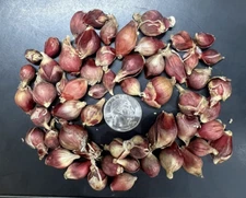 Egyptian Walking Onions 40+ X-Small Topsets Bulblets Organic from Maine