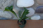 RARE PLATYCERIUM HILLII EXDRA PORTO IN 4" POT - STAGHORN US GROWN — photo 4