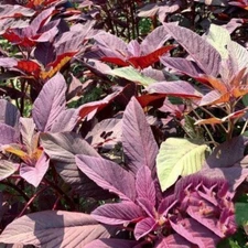 1300+ Red Army Amaranth Seeds | Red Spinach | Kiwicha | Microgreens | Fresh | 