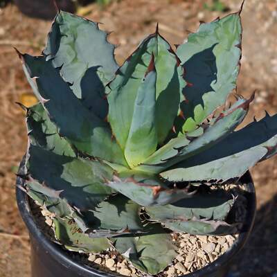 Agave titanota black and blue cactus Cacti Succulent real live plant
