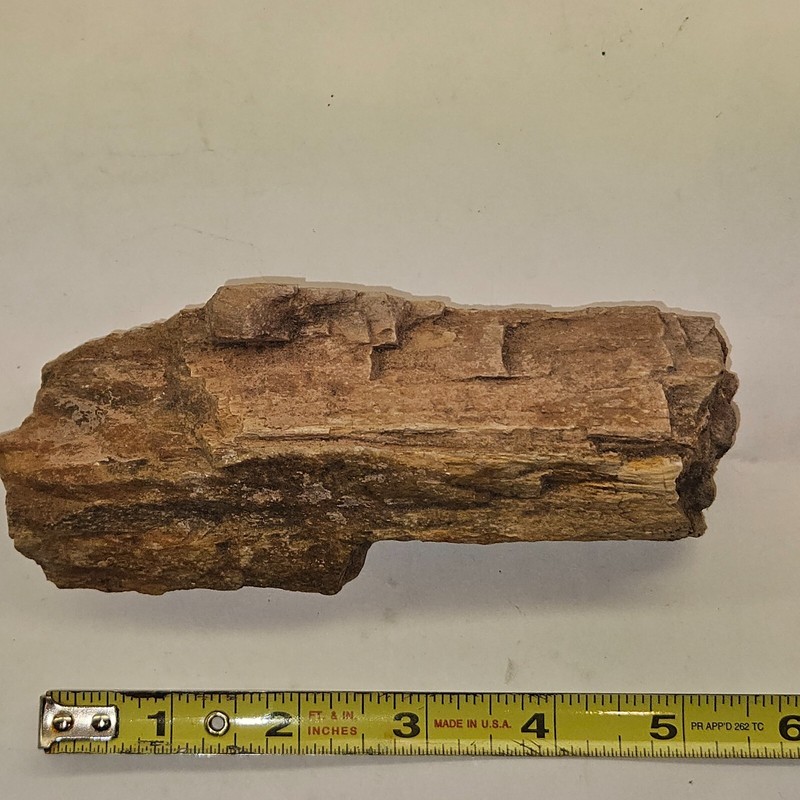 Petrified Wood Piece-appx. 6"X 2"-Unknown Species & Origin-14.3 oz