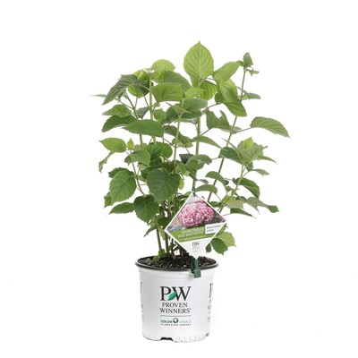 Invincibelle Mini Mauvette Smooth Hydrangea, Live Shrub, Pink Flowers, 1 Gallon