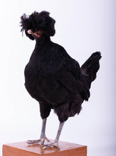 Taxidermy Bird Padovana Chicken Real Stuffed Standing mount Animal Hunt Lodge