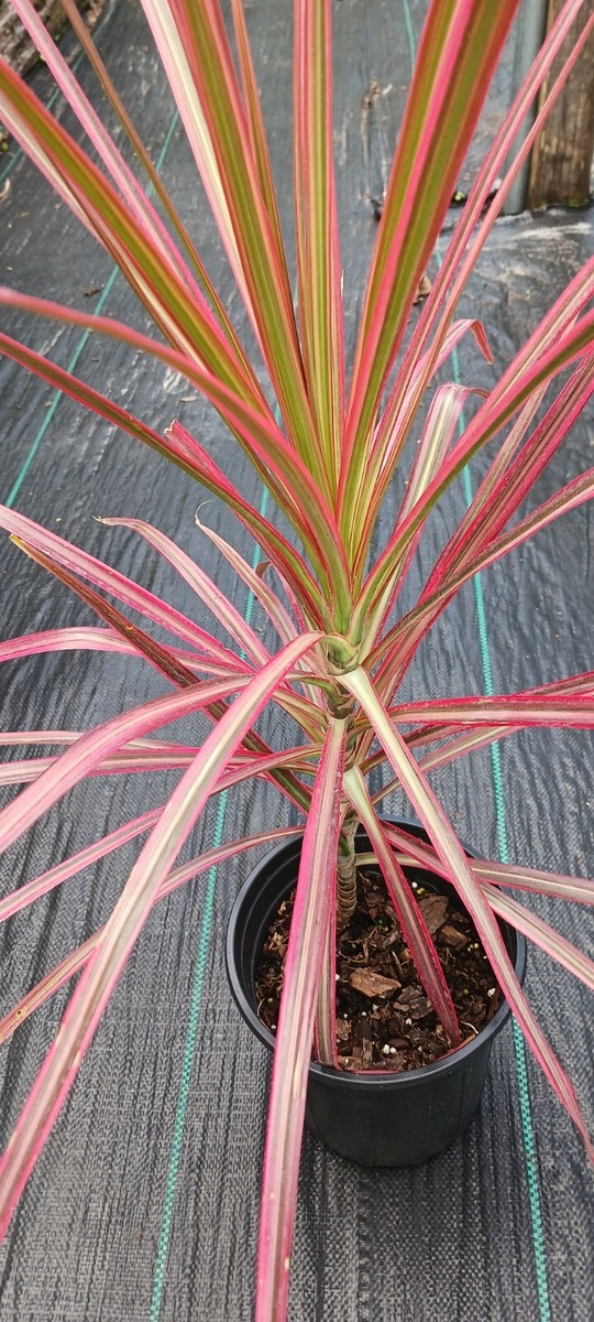 Dracaena Marginata Tricolor Dragon Tree Pink Madagascar Colorama Mad  Happenings | eBay