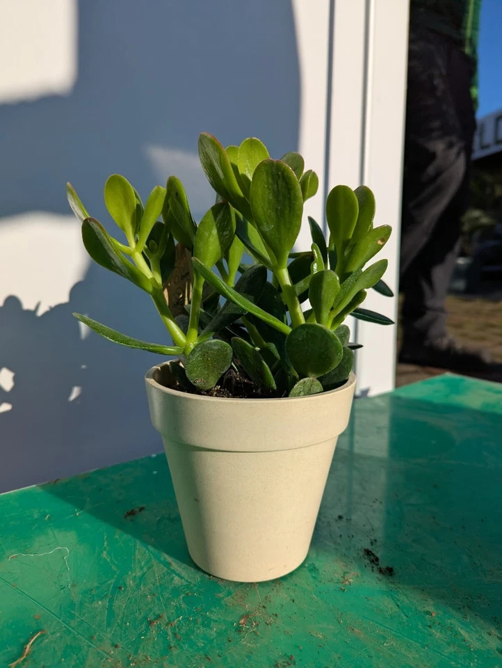 Crassula portulacea 20–40cm Jadebaum Glücksbaum Geldbaum Dickblatt Sukkulente - Bild 4 von 4