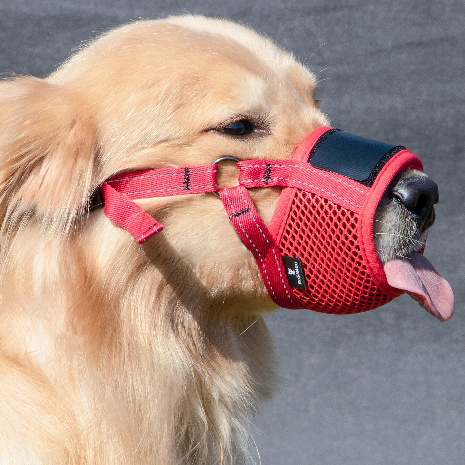 corgi muzzle