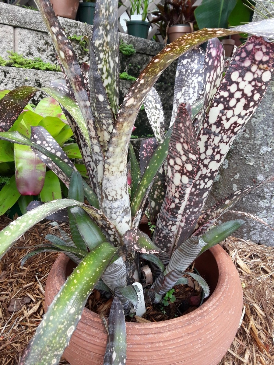 Billbergia NOVENA Bromeliad one tropical plant *TALL* | eBay