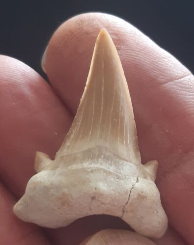 DENT DE REQUIN Trés belle dent fossile de Requin  Maroc 3,5 cm - Afbeelding 1 van 4