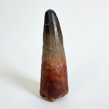 HUGE Spinosaurus Tooth 9 cm  MASSIVE Dinosaur Fossil Display
