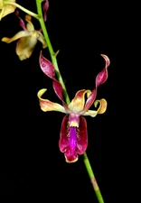 Dendrobium  BLO La Gazelle