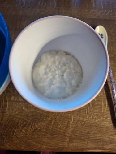 Kefirpilz Kefirknollen Milchkefir Bio - Bild 7 von 9