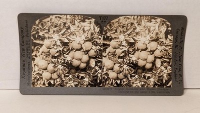 a294, Keystone SV, ''Orange Blossoms & Mature Oranges, CA'', T177-32590T, 1930