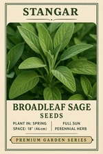Stangar Broadleaf Sage Seeds