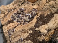 10 Cappucino Isopods Cubaris Sp. -Live Bioactive Cleanup Crew