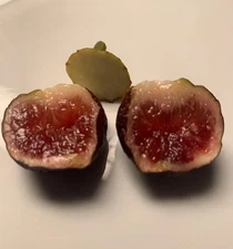 1 P. SMITH  CUTTING , NOT ROOTED.