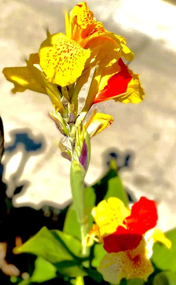 5 Cleopatra Canna Lily Rhizome Bulbs “Red & Yellow Blooms” 100% Organic - Image 2 of 4