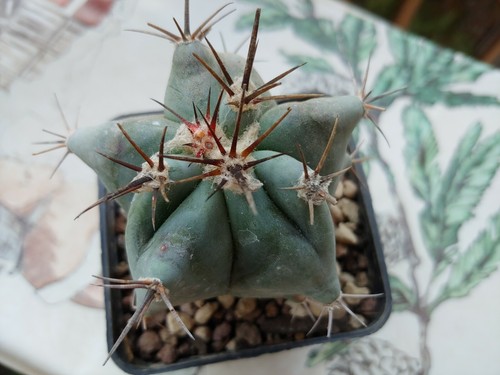 Echinocactus Ingens Cactus Succulents Plants - Picture 4 of 12