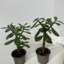 Two Jade Money Plant Trees Crassula Ovata Small Pot Rooted Healthy 18&20cm Tall