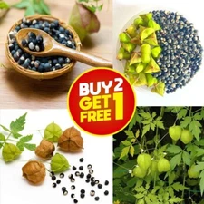 Balloon Vine, love in a puff, Heart Seed Heart Pea improve Sex Ability 20 seeds