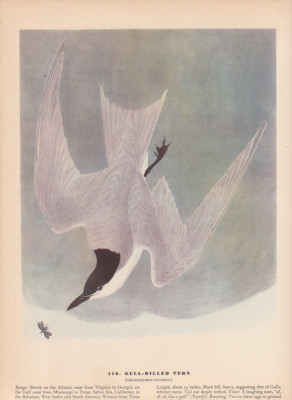 Audubon 1942 Vintage Birds #410 ''Gull Billed Tern'' Full Color Art Plate Litho