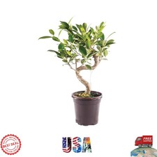 Live Golden Gate Indoor Ficus Bonsai Tree   Easy Care, Perfect Gift for All