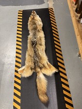 Tanned Coyote Fur
