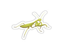 Praying Mantis Sticker Decal Insect