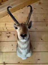 Antelope head  shoulder mount with 11" antlers  Trophy Mount