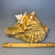 Large Conch Shell 11” Pink Interior Natural Seashell Coastal Beach Home Decor