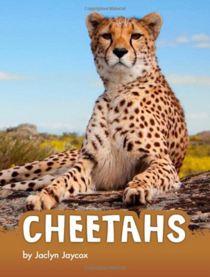 Cheetahs - Animals - Hardback NEW Jaycox, Jaclyn  01/08/2020