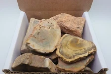 Petrified Wood 1 Lb Rough Natural Stones Bulk Wholesale Raw Mineral Specimens