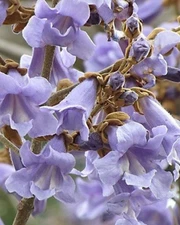 250+ Royal Empress Tree Seeds **Fresh Seeds** ~~Free Shipping~~