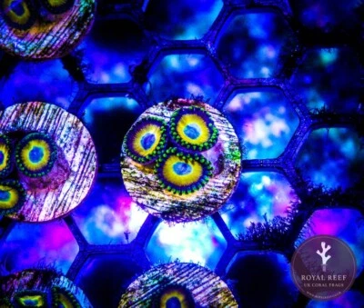 🍳🥚Scrambled Egg Zoa Zoanthid Coral Frag Reef (3+ heads) 🥚🍳