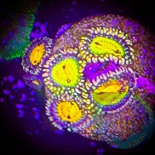 SAF~ Buttmuncher Zoanthid Coral Frag, Colony, “WYSIWYG” Paly, Zoa