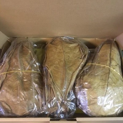 Seemandelbaumblätter XL mit Stiel 250 Gramm Vorratskarton CatappaLeaves ~125 St  - Bild 1 von 2