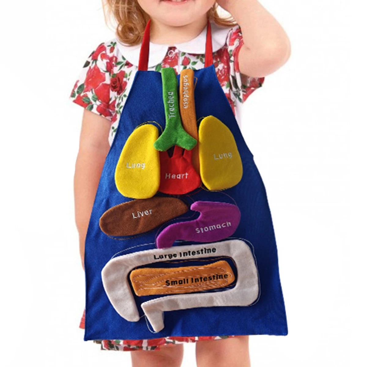 Educational 3d organ apron outlet