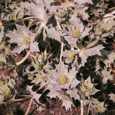 Herb - Seaholly (Eryngium maritimum) - Kings Seeds - 15