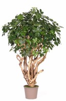 Artplants Deko Schefflera Tierno, Echtstamm, GrüN, 200Cm