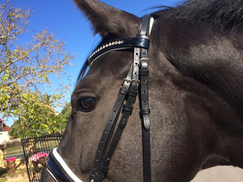 Trense, Lacktrense, Zaumzeug Trensenzaum anatomisch, Ohren und Gebissfreiheit - Bild 4 von 4